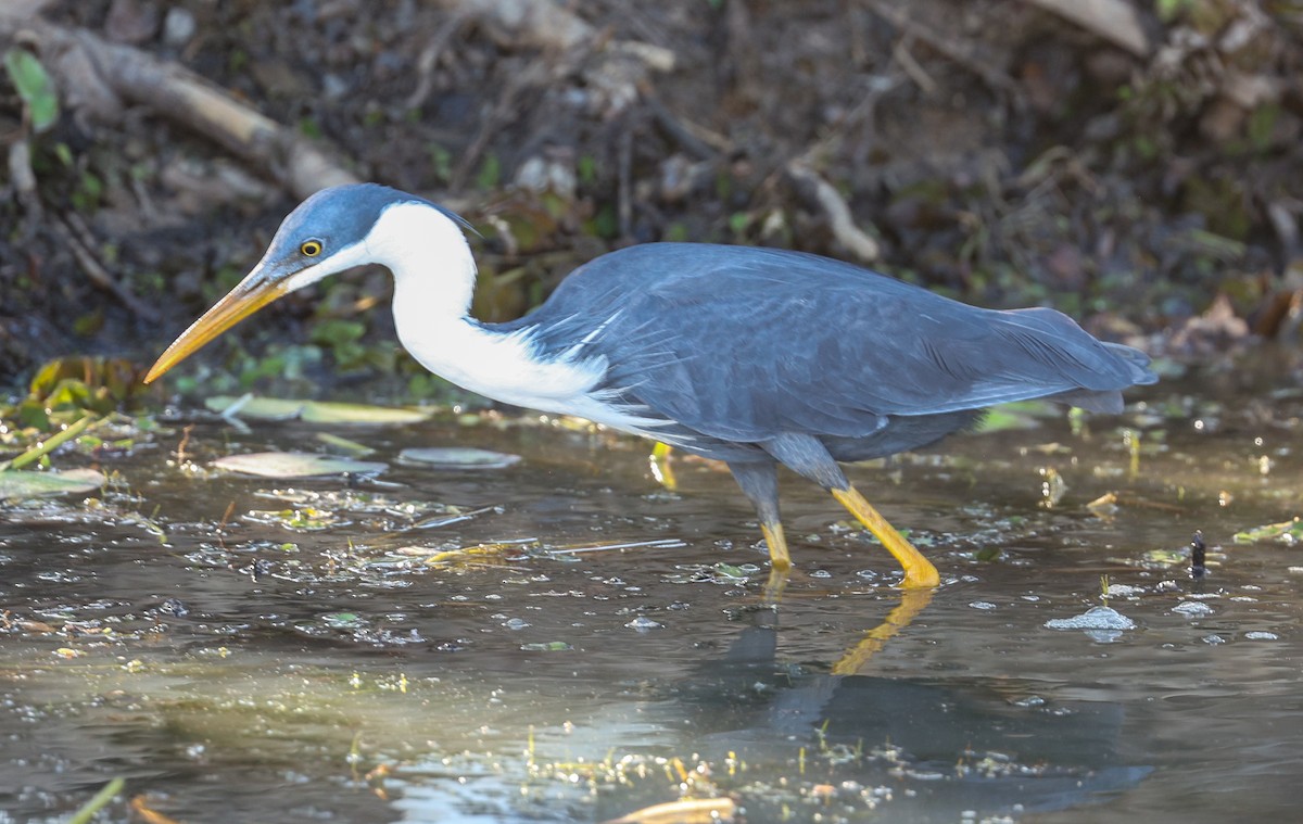 Pied Heron - ML645853420