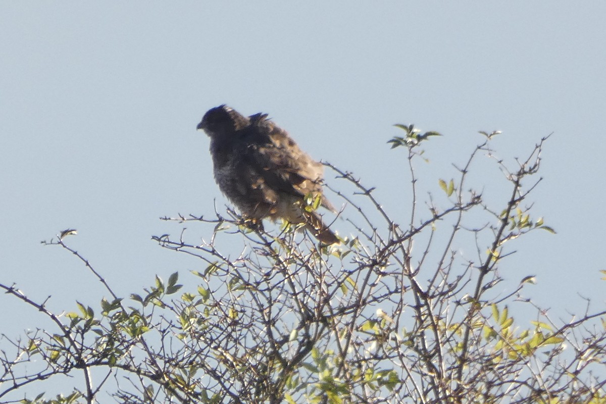 Common Buzzard - ML645853421