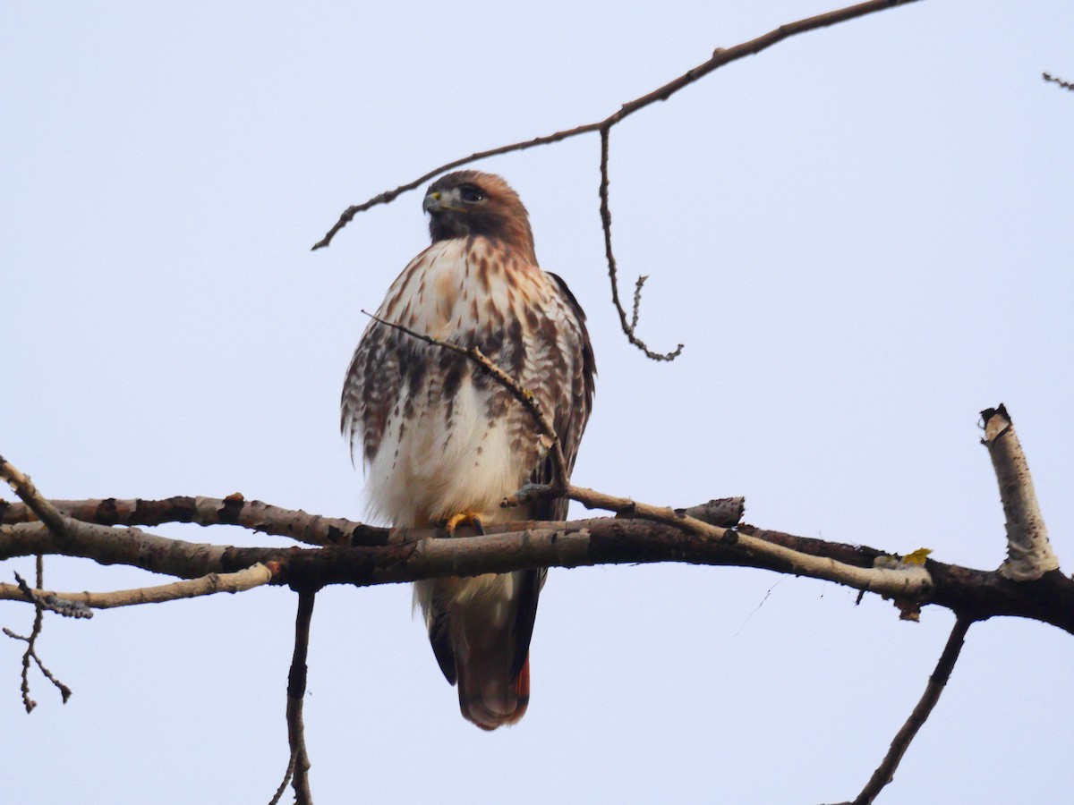 Red-tailed Hawk - ML645853423