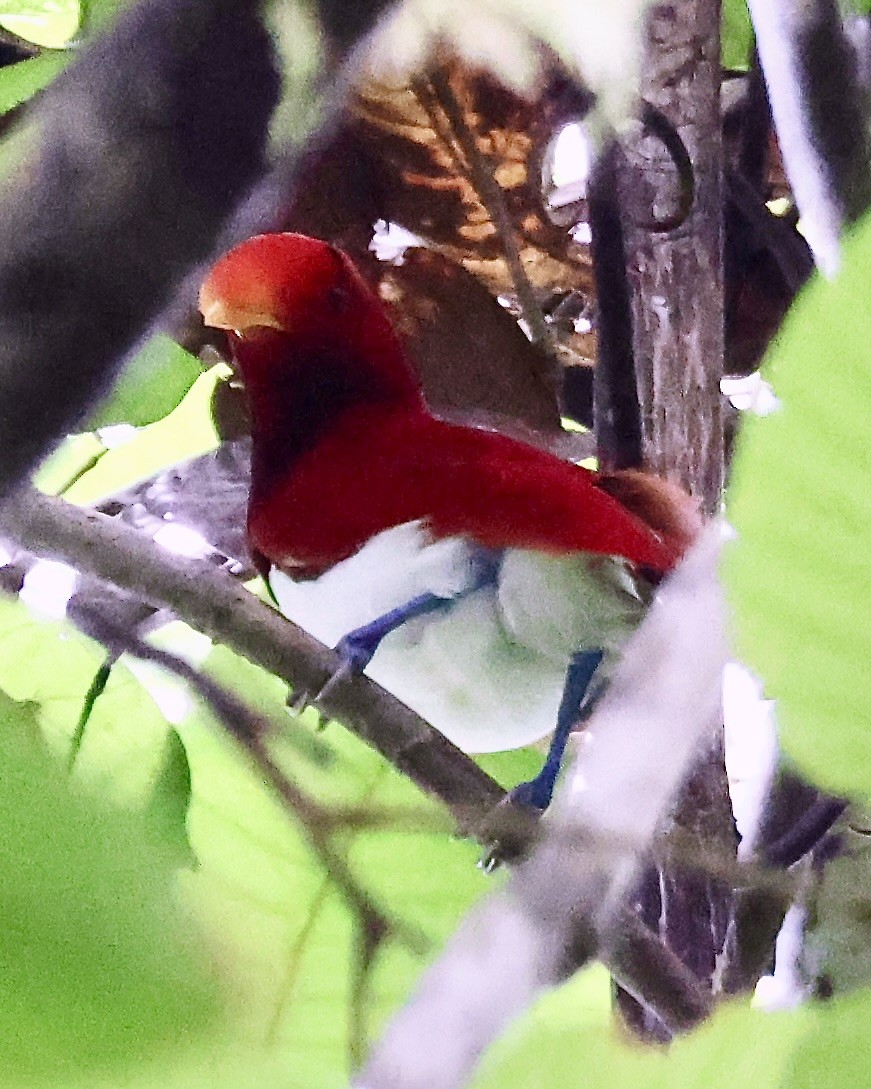 King Bird-of-Paradise - ML645853424