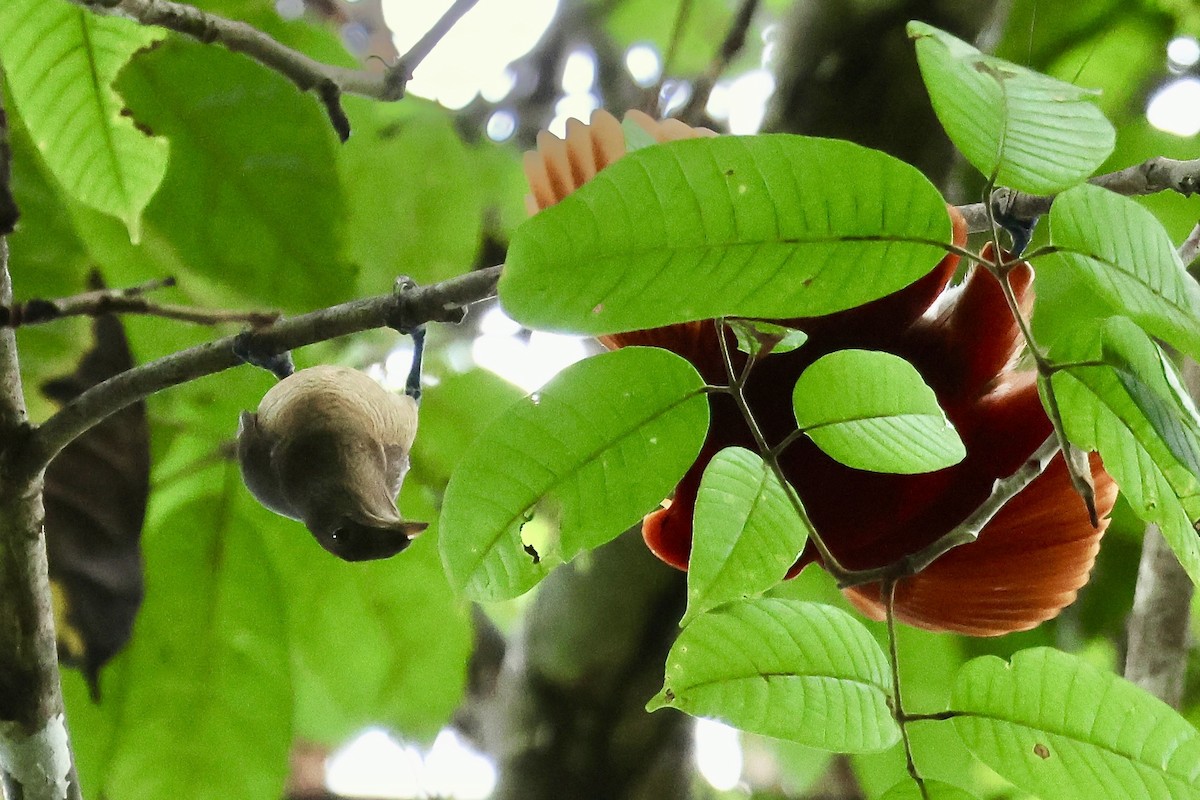 King Bird-of-Paradise - ML645853425