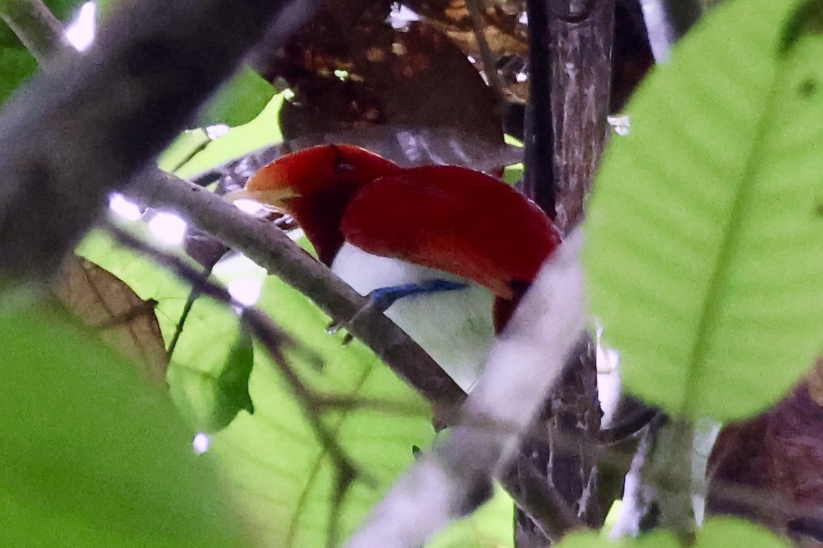 King Bird-of-Paradise - ML645853426