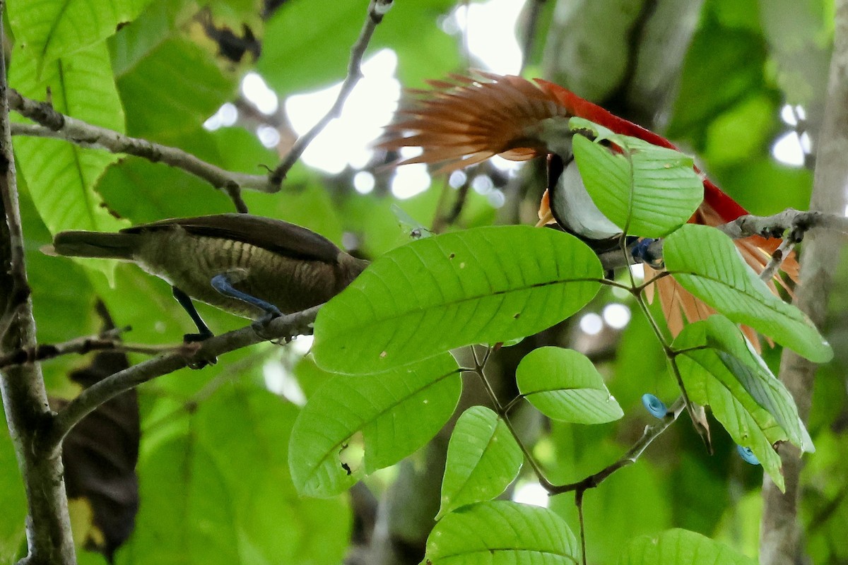 King Bird-of-Paradise - ML645853427