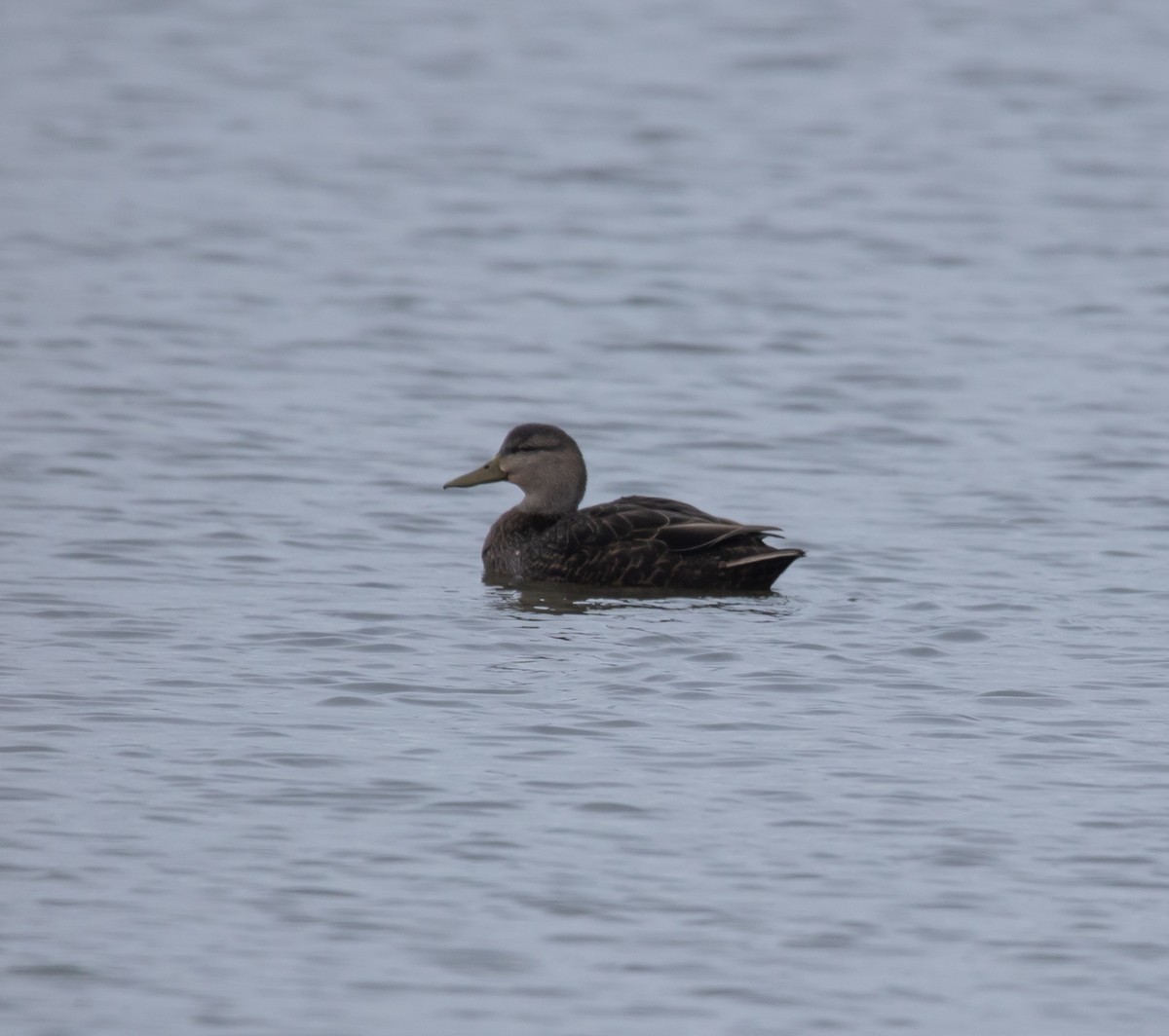 American Black Duck - ML645853429