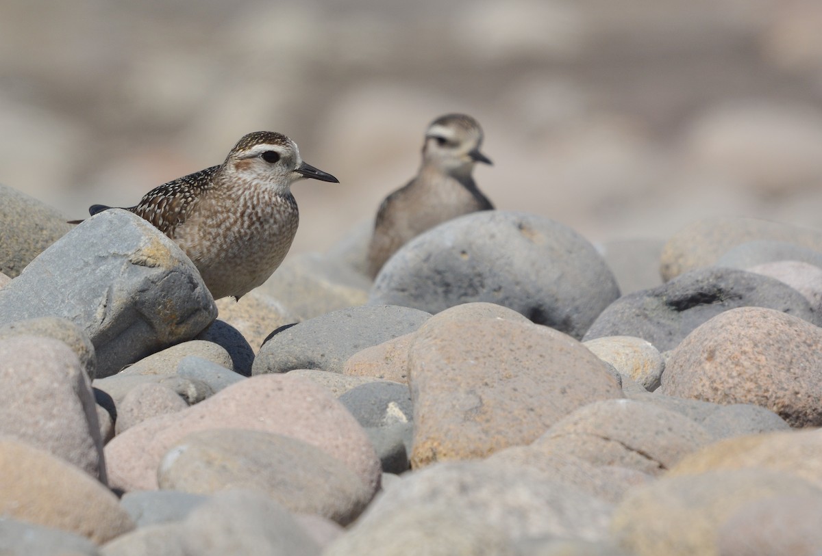 American Golden-Plover - ML645853432