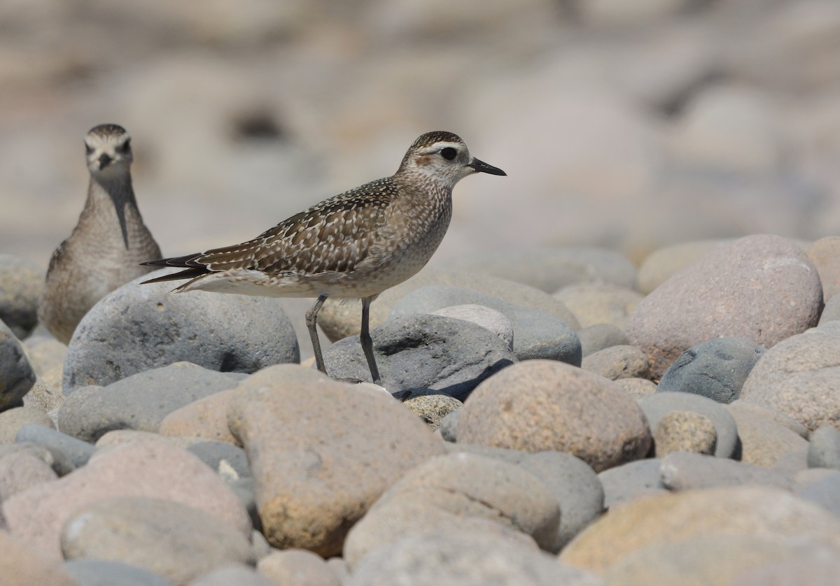 American Golden-Plover - ML645853434