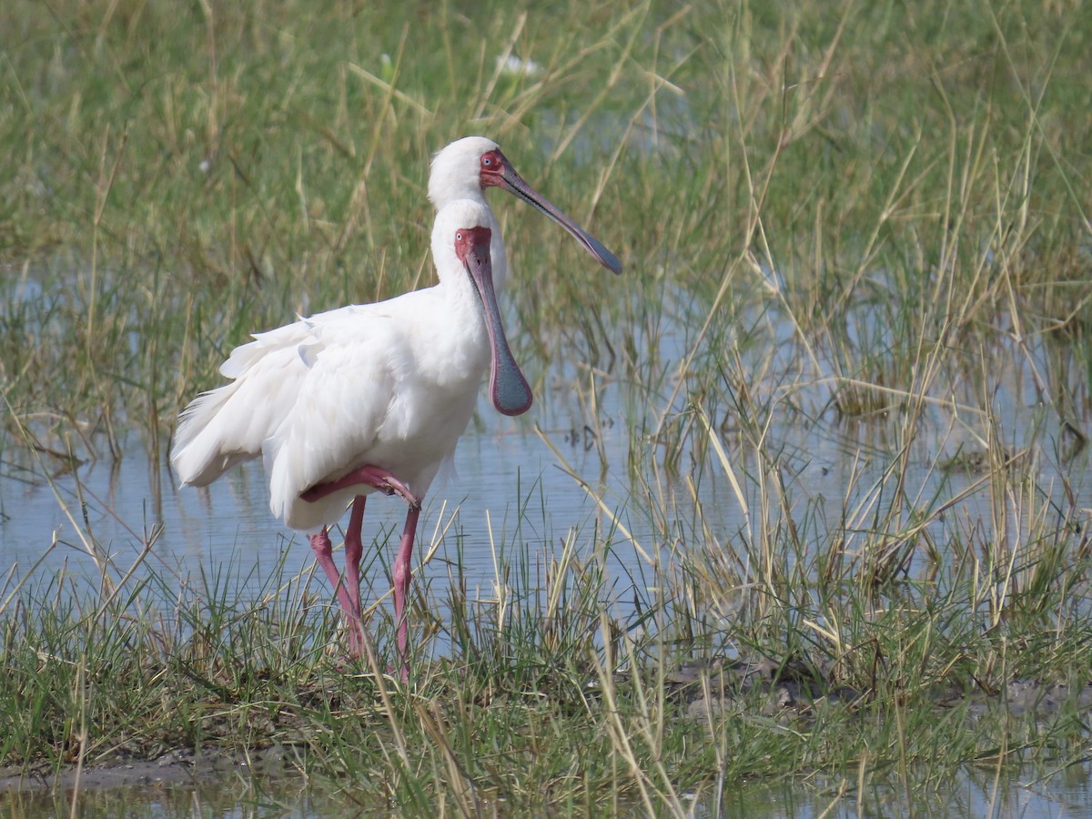 African Spoonbill - ML645853436