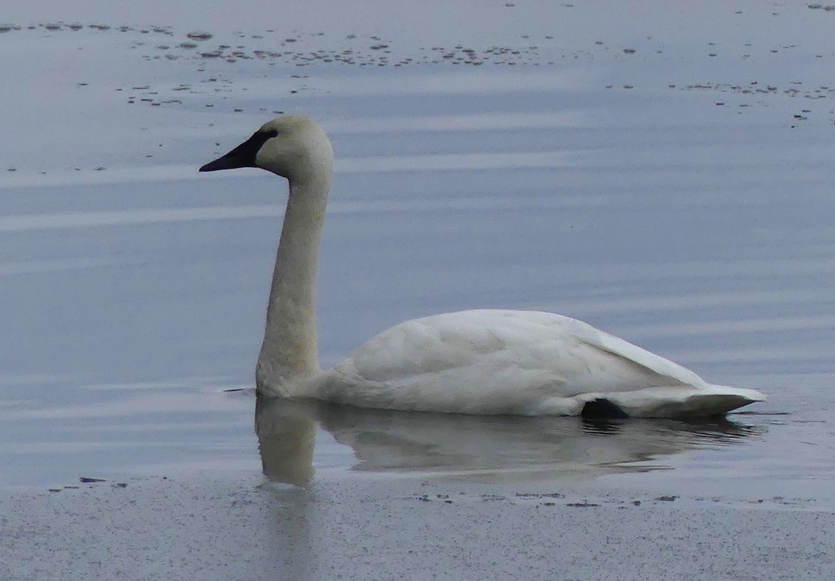 Trumpeter Swan - ML645853469