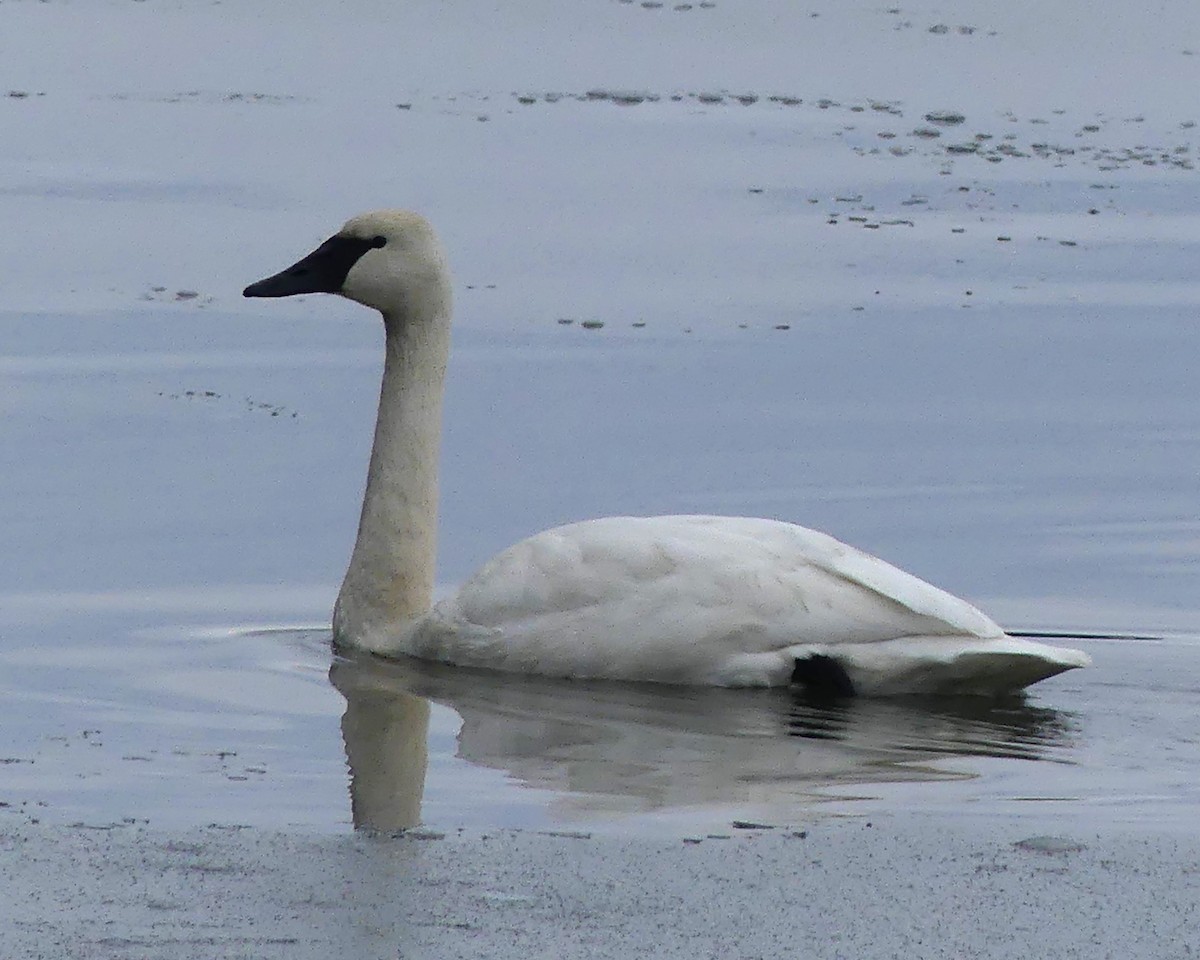 Trumpeter Swan - ML645853470