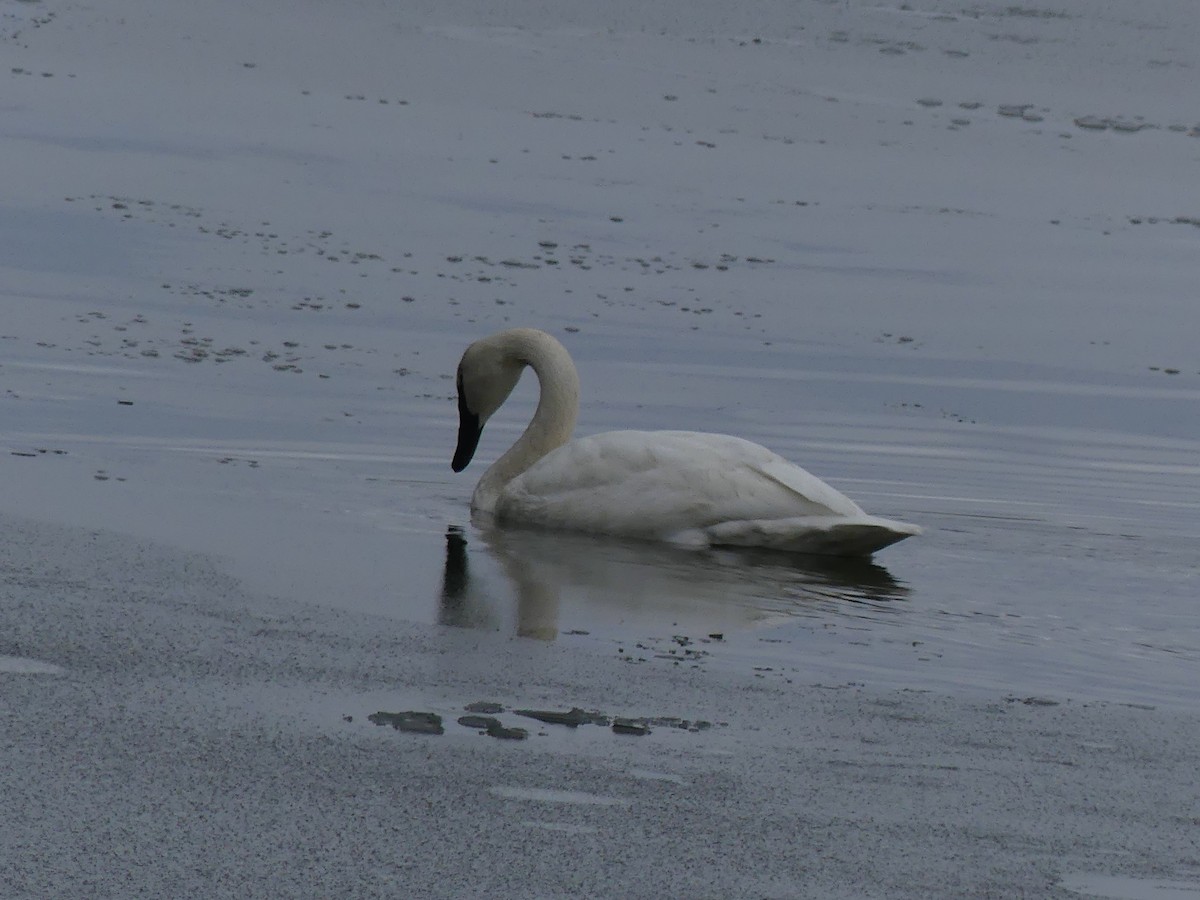 Trumpeter Swan - ML645853472