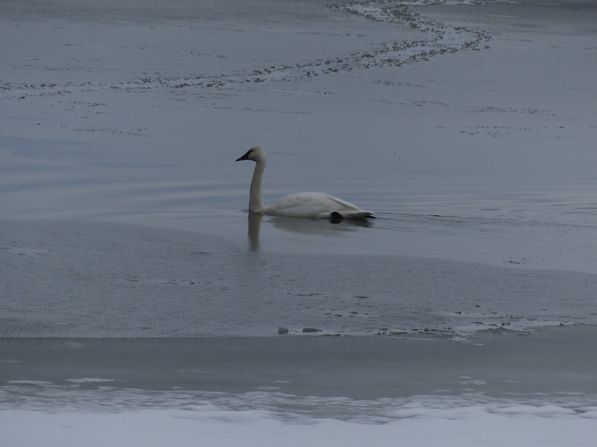 Trumpeter Swan - ML645853473
