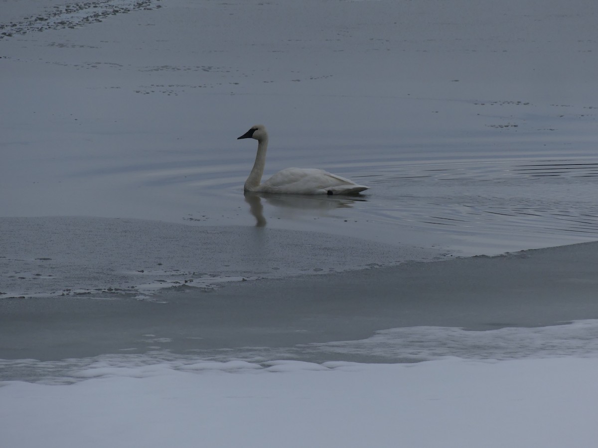 Trumpeter Swan - ML645853474