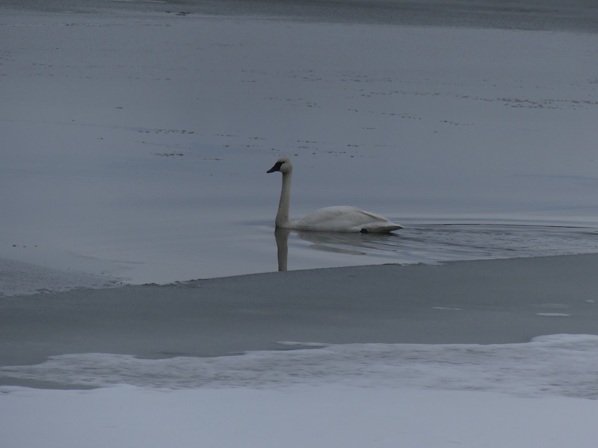 Trumpeter Swan - ML645853475