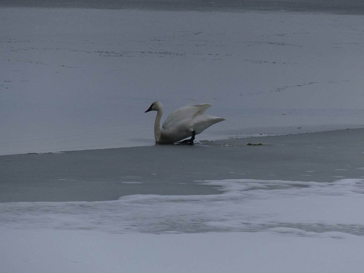 Trumpeter Swan - ML645853476