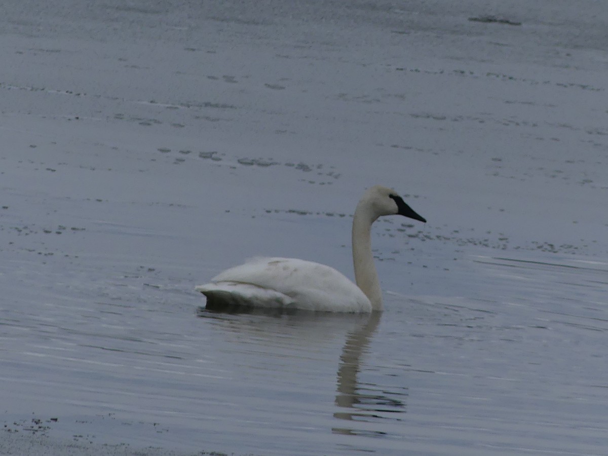 Trumpeter Swan - ML645853477