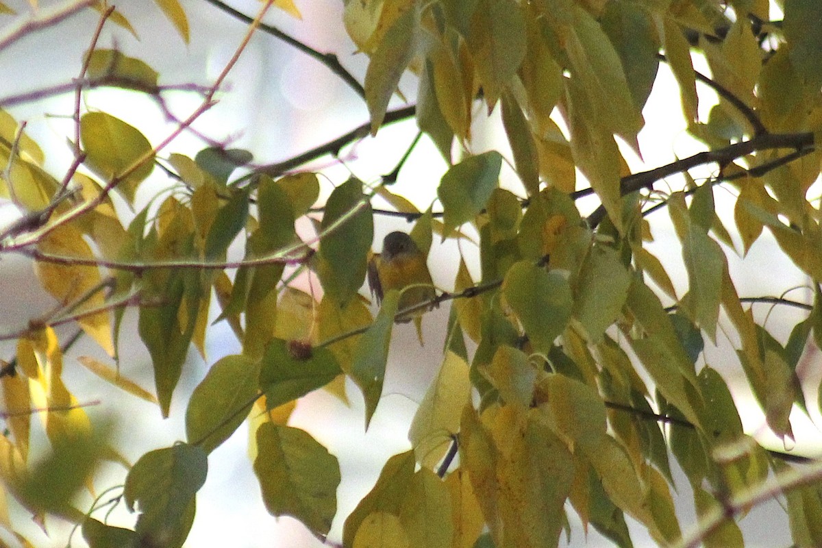 Nashville Warbler - ML645853498