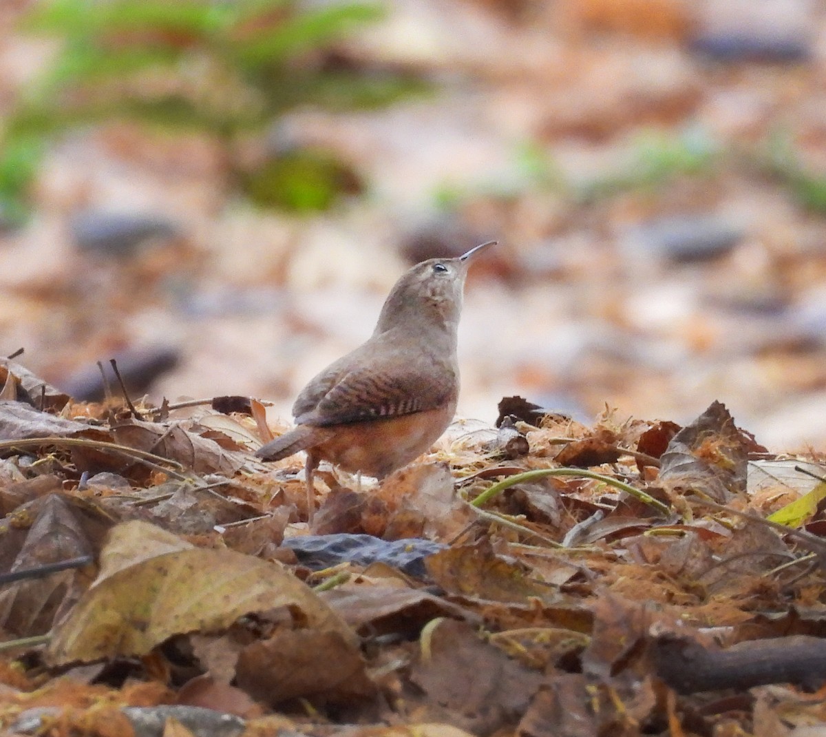 Southern House Wren - ML645853501