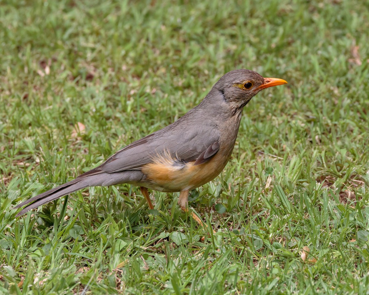 Kurrichane Thrush - ML645853506