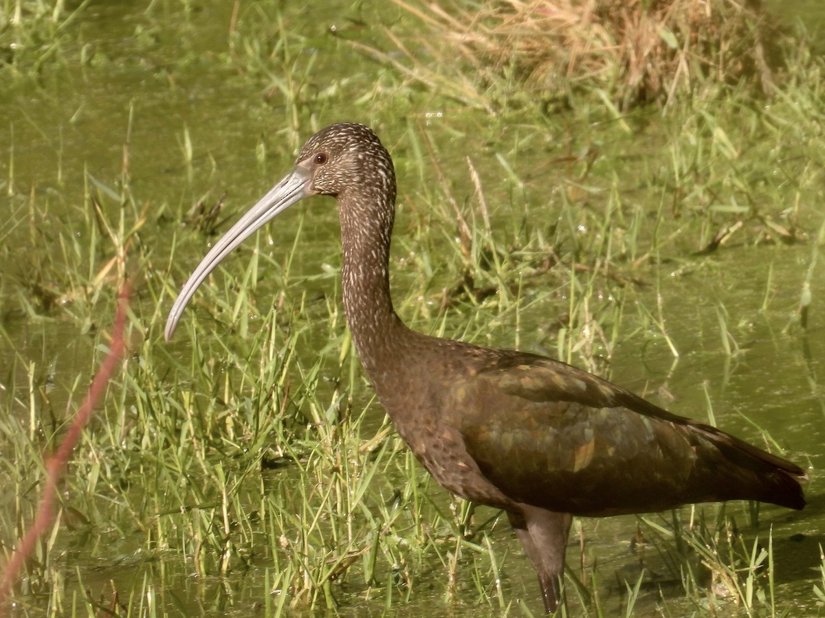 Beltzaran musuzuria - ML645853529