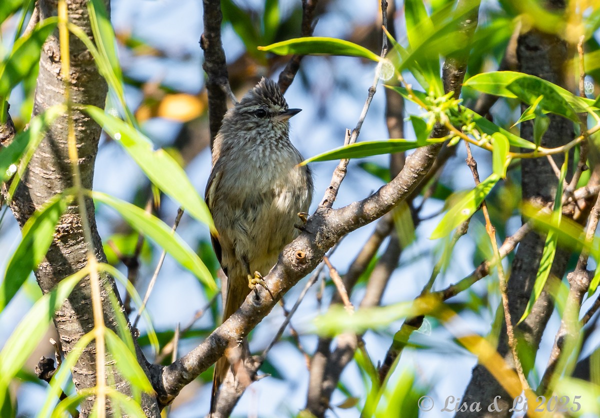 Tufted Tit-Spinetail - ML645853543