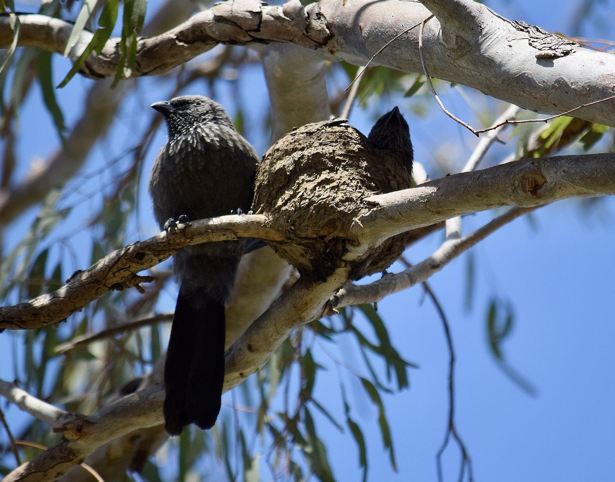 Apostlebird - ML645853544