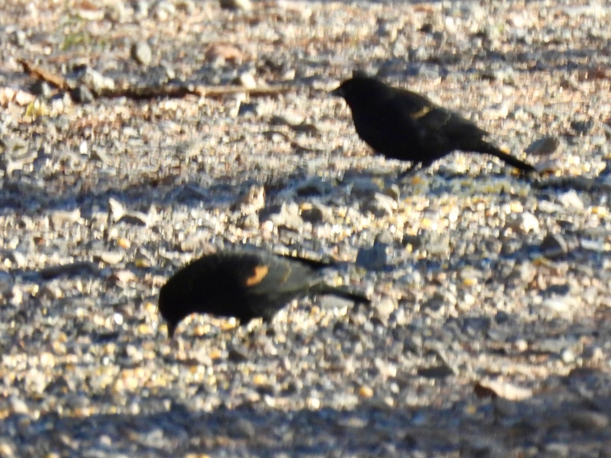 Red-winged Blackbird - ML645853545