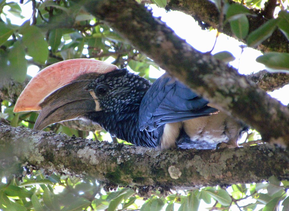 Silvery-cheeked Hornbill - ML645853547