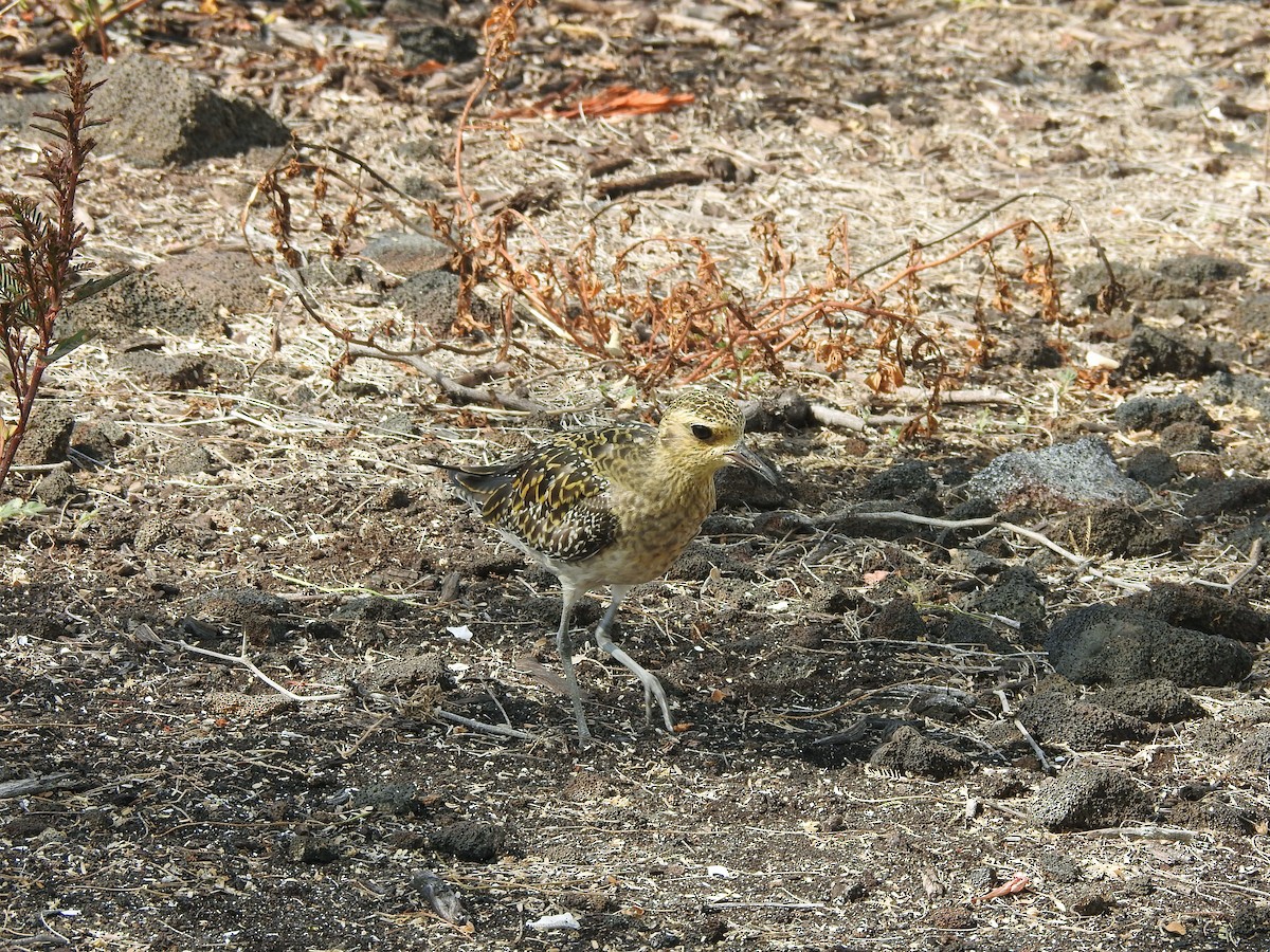 Pacific Golden-Plover - ML645853553