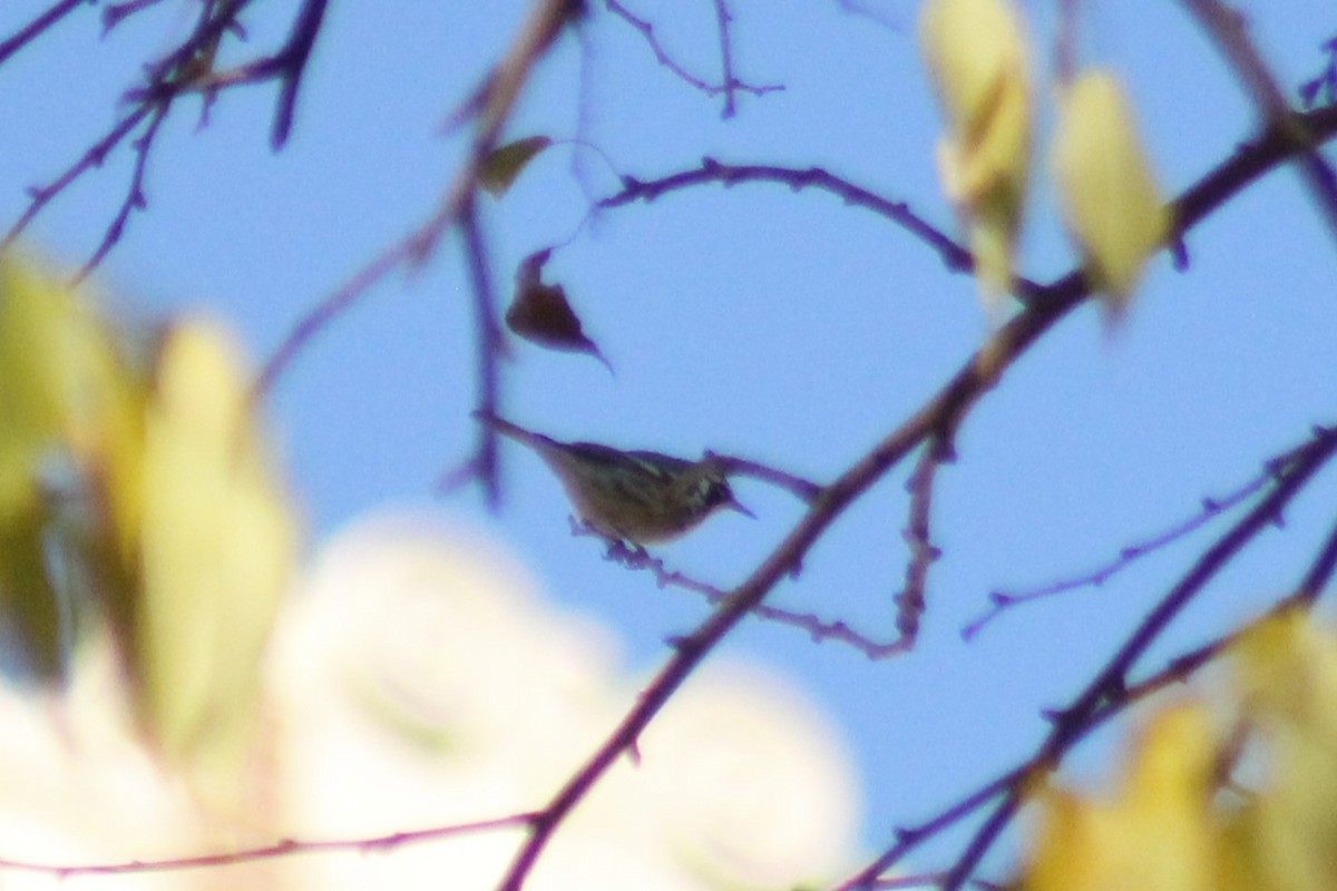 Yellow-throated Warbler - ML645853561