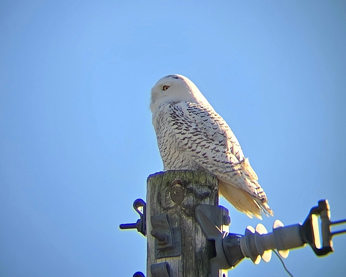 Snowy Owl - ML645853571