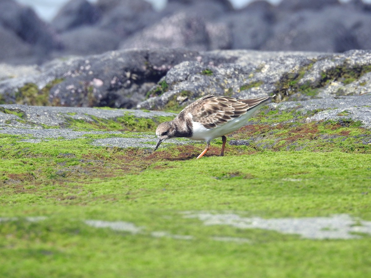 Ruddy Turnstone - ML645853581