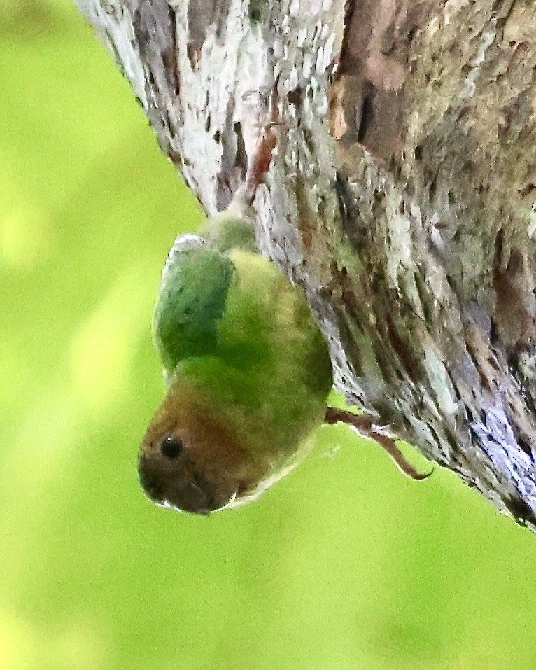 Buff-faced Pygmy-Parrot - ML645853583