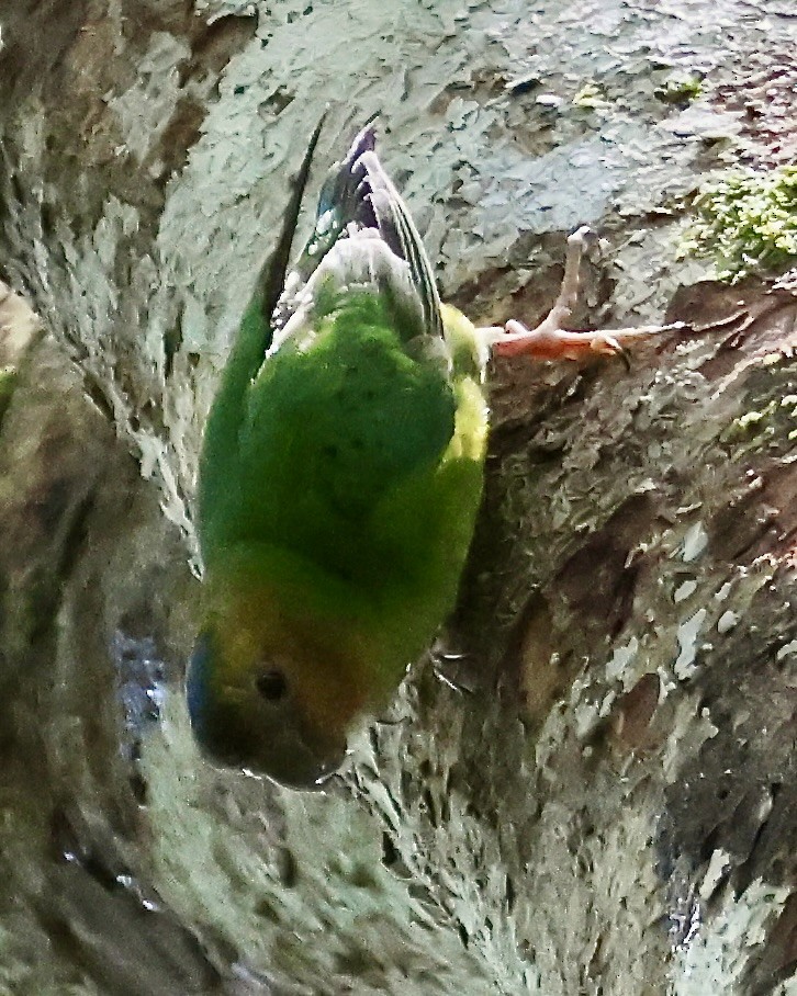 Buff-faced Pygmy-Parrot - ML645853584