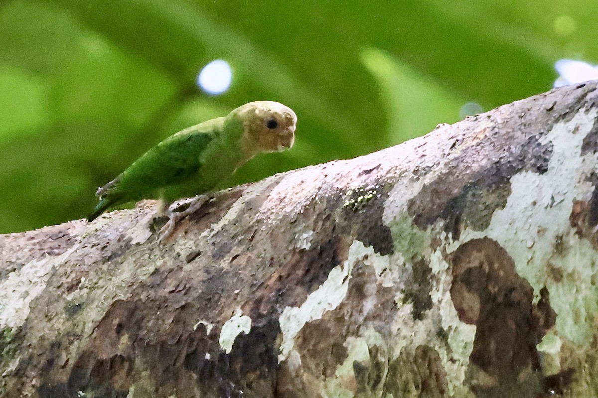 Buff-faced Pygmy-Parrot - ML645853585