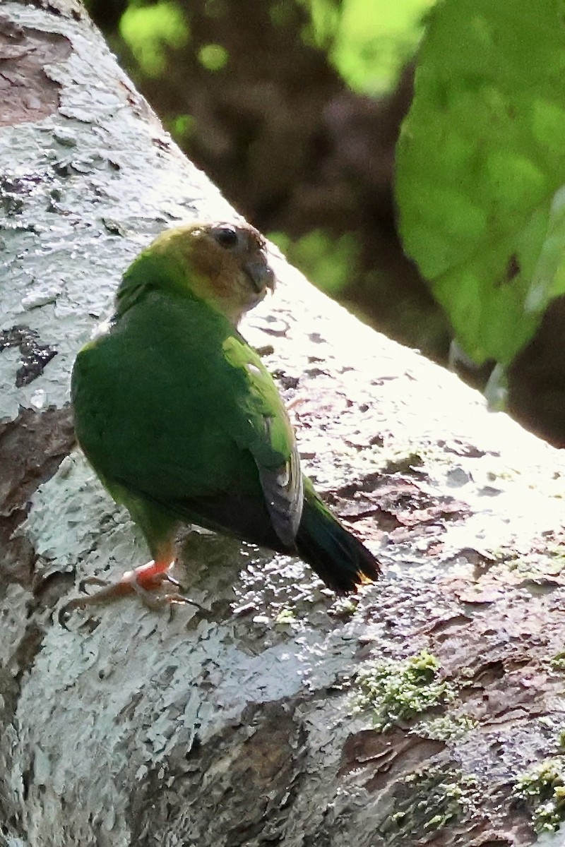 Buff-faced Pygmy-Parrot - ML645853586