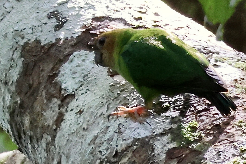 Buff-faced Pygmy-Parrot - ML645853587