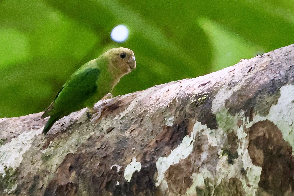 Buff-faced Pygmy-Parrot - ML645853588