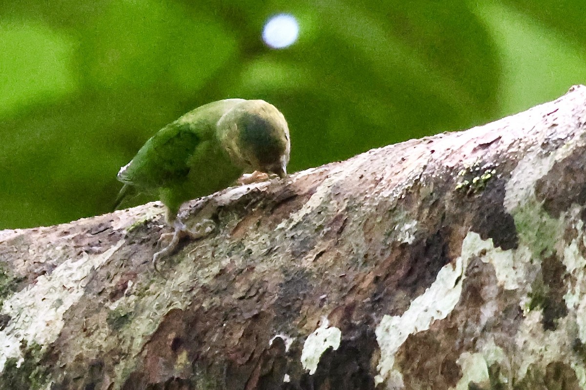Buff-faced Pygmy-Parrot - ML645853589