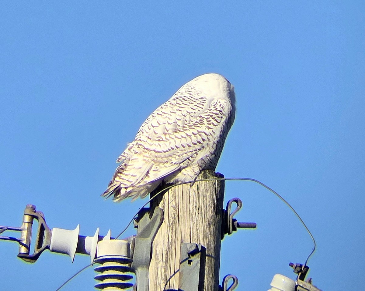 Snowy Owl - ML645853591