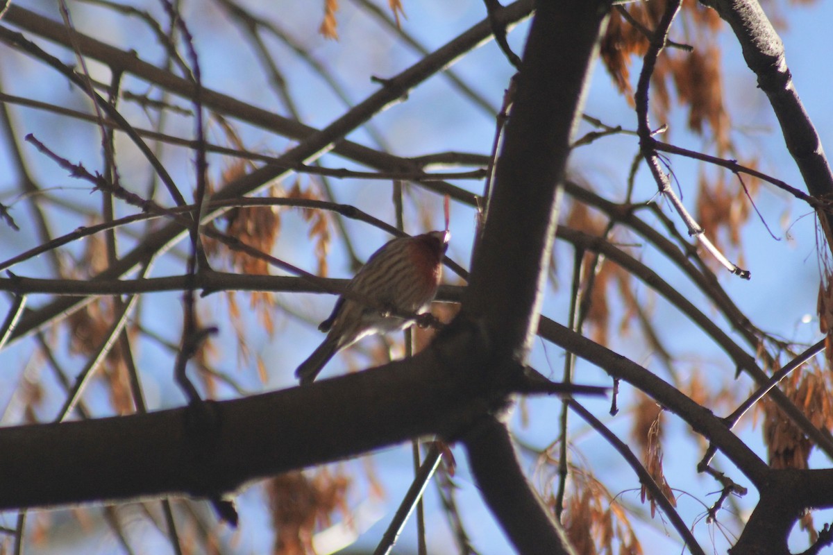 House Finch - ML645853592