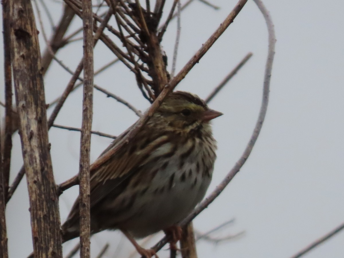 Savannah Sparrow - ML645853593