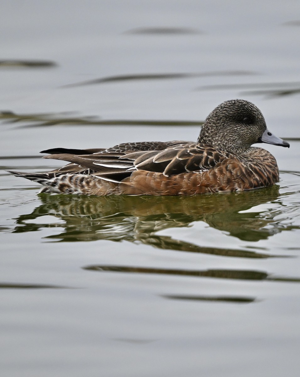 American Wigeon - ML645853595