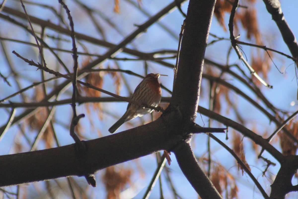 House Finch - ML645853596