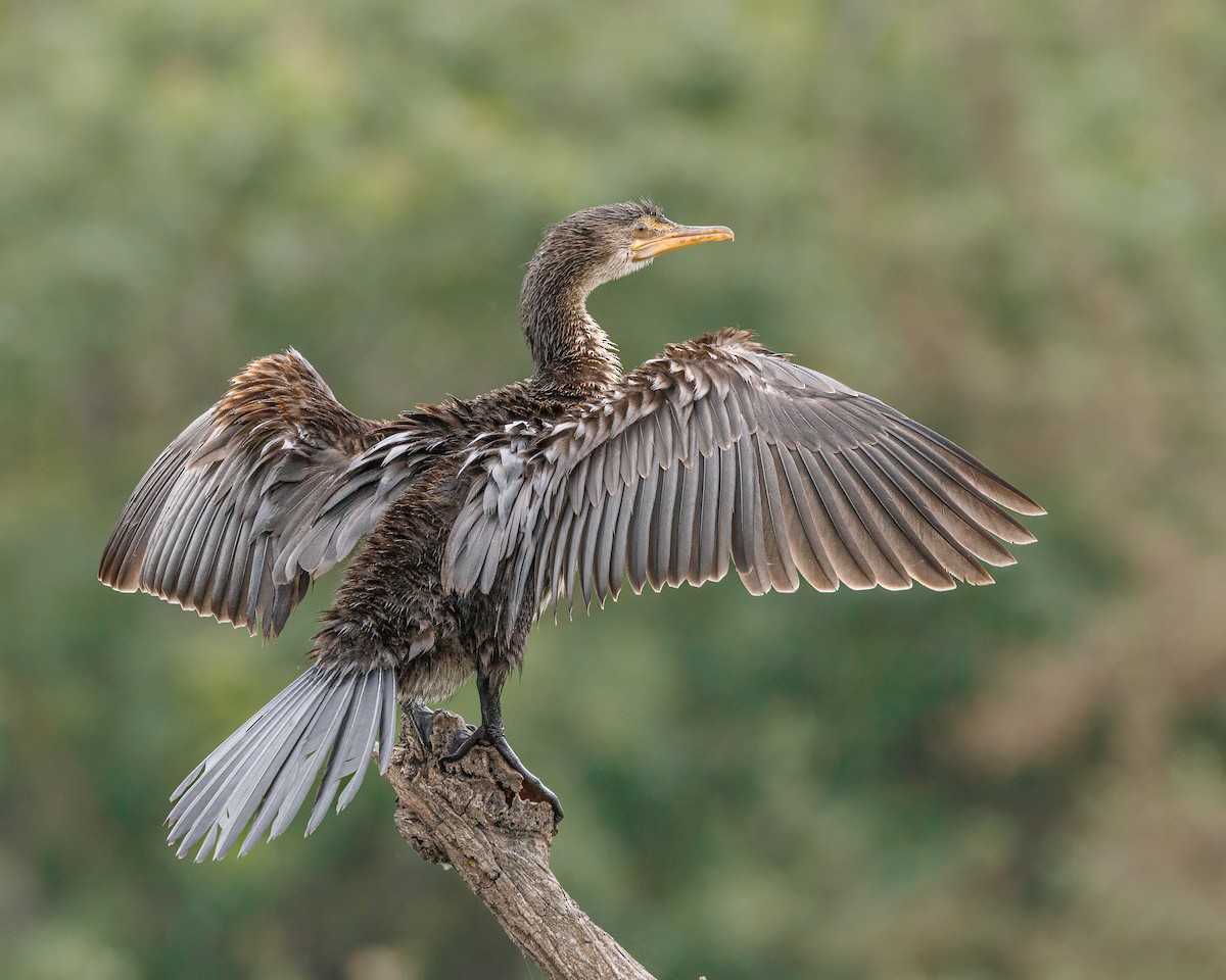 kormorán dlouhoocasý - ML645853601