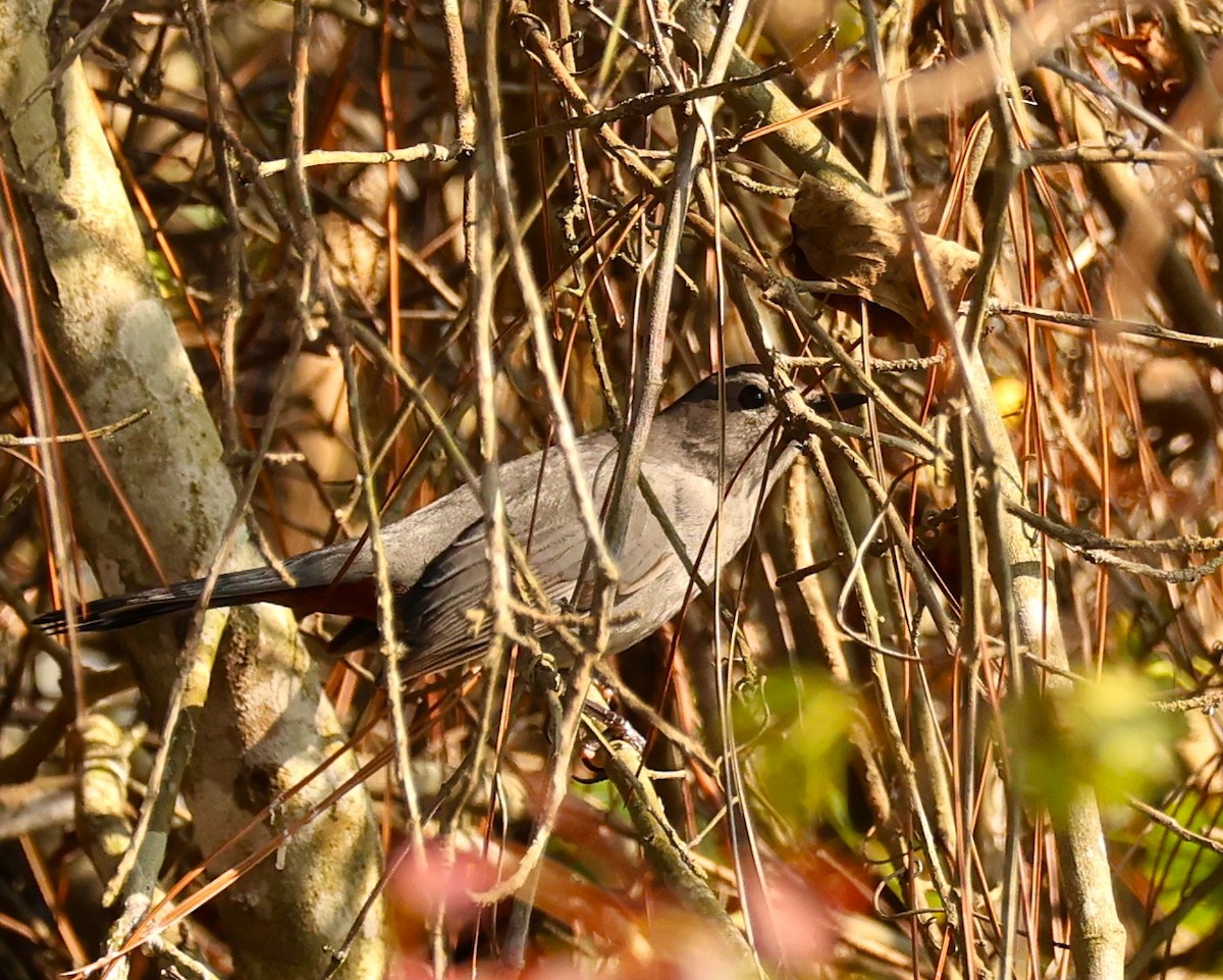 Gray Catbird - ML645853603