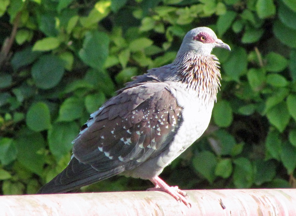 Speckled Pigeon - ML645853610