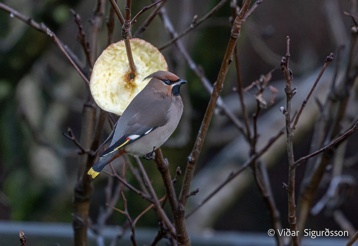 Bohemian Waxwing - ML645853620