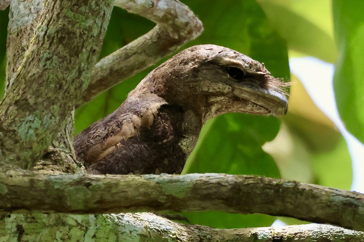 kjempefroskemunn - ML645853621