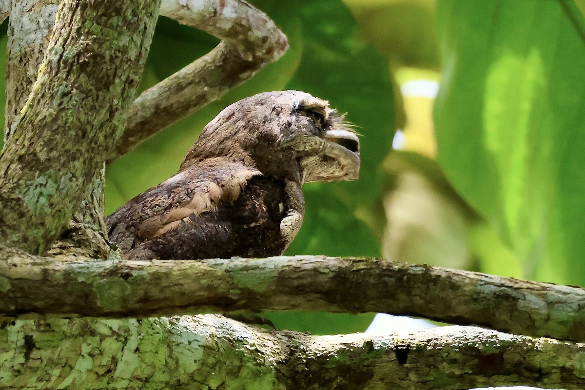 kjempefroskemunn - ML645853622