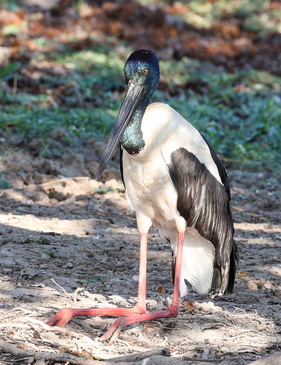 čáp černokrký - ML645853623